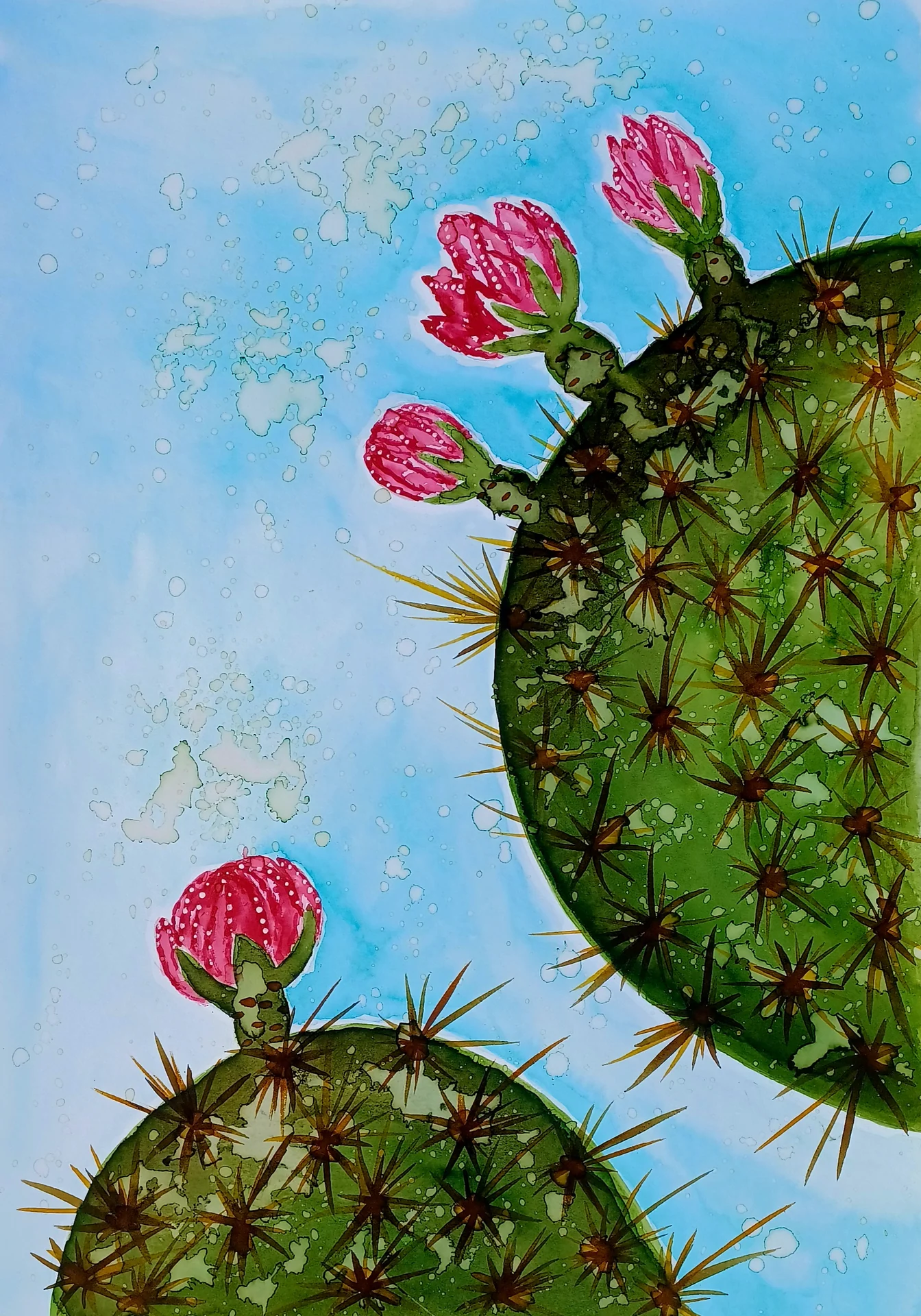 Cactus de Granadilla