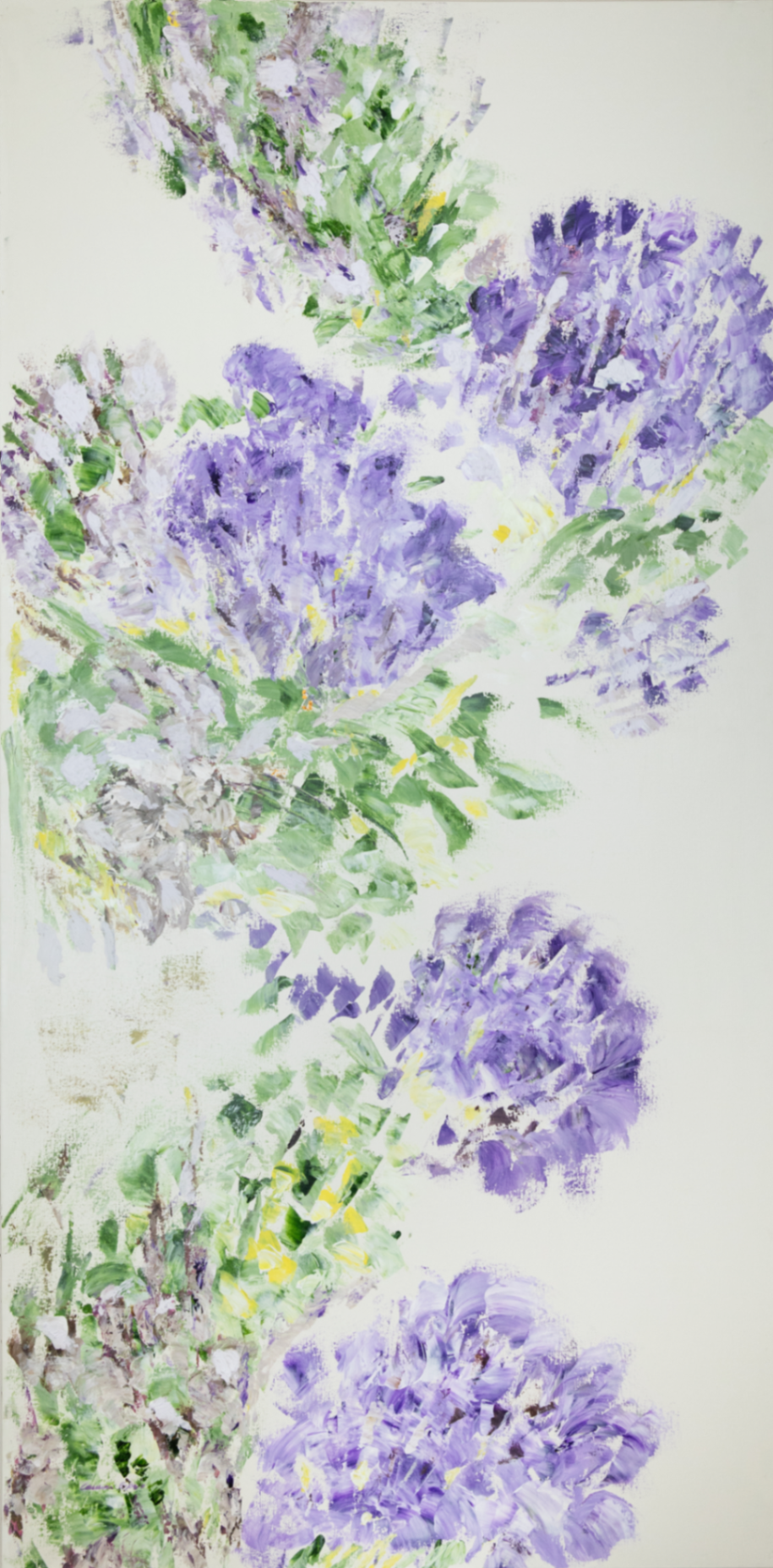 Hortensias