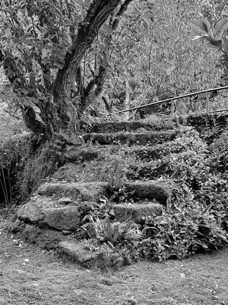ESCALERA FRONDOSA